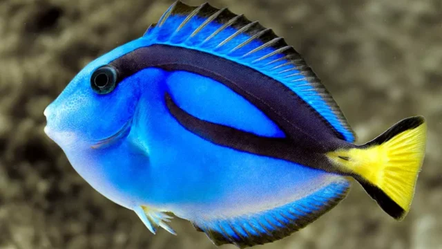4-Paracanthurus-hepatus-©-Giuseppe-Mazza