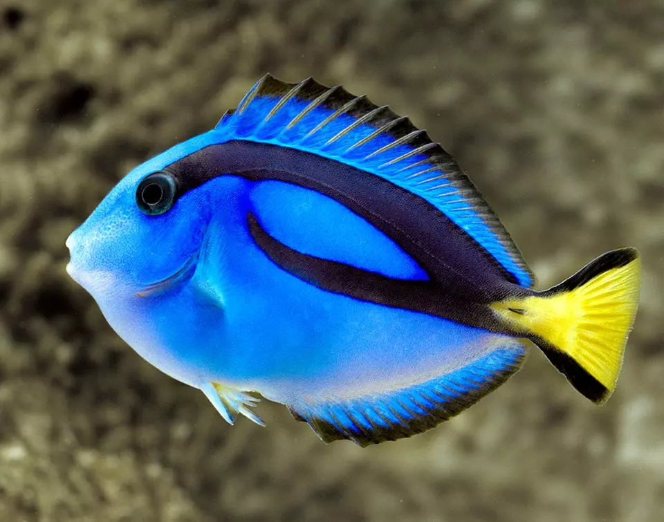 4-Paracanthurus-hepatus-©-Giuseppe-Mazza