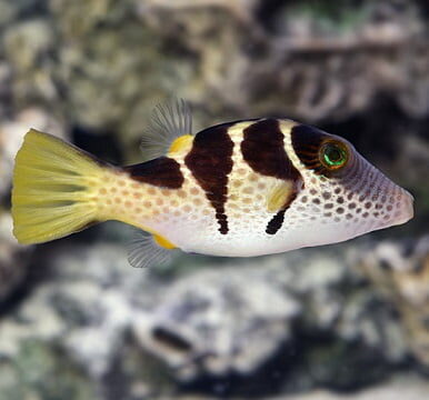 PUFFER VALENTINI
