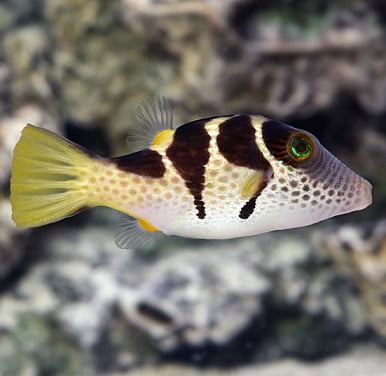 PUFFER VALENTINI
