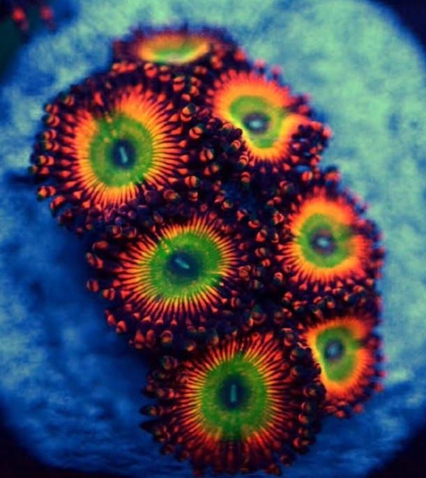 candy aple red