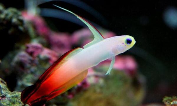 firefish