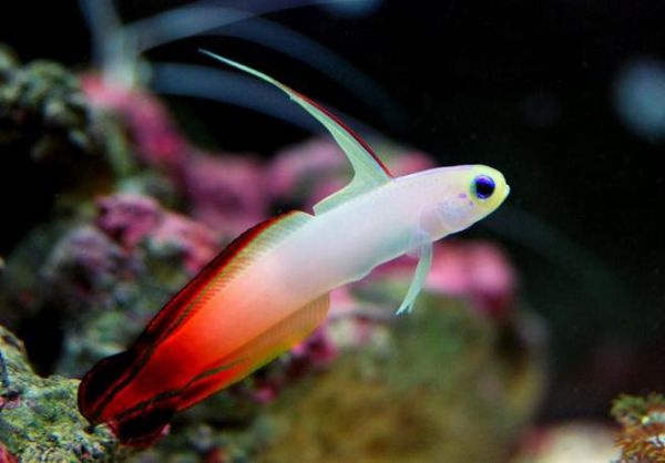 firefish